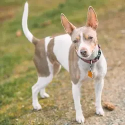 Inu; Chief Barking Officer (CBO)