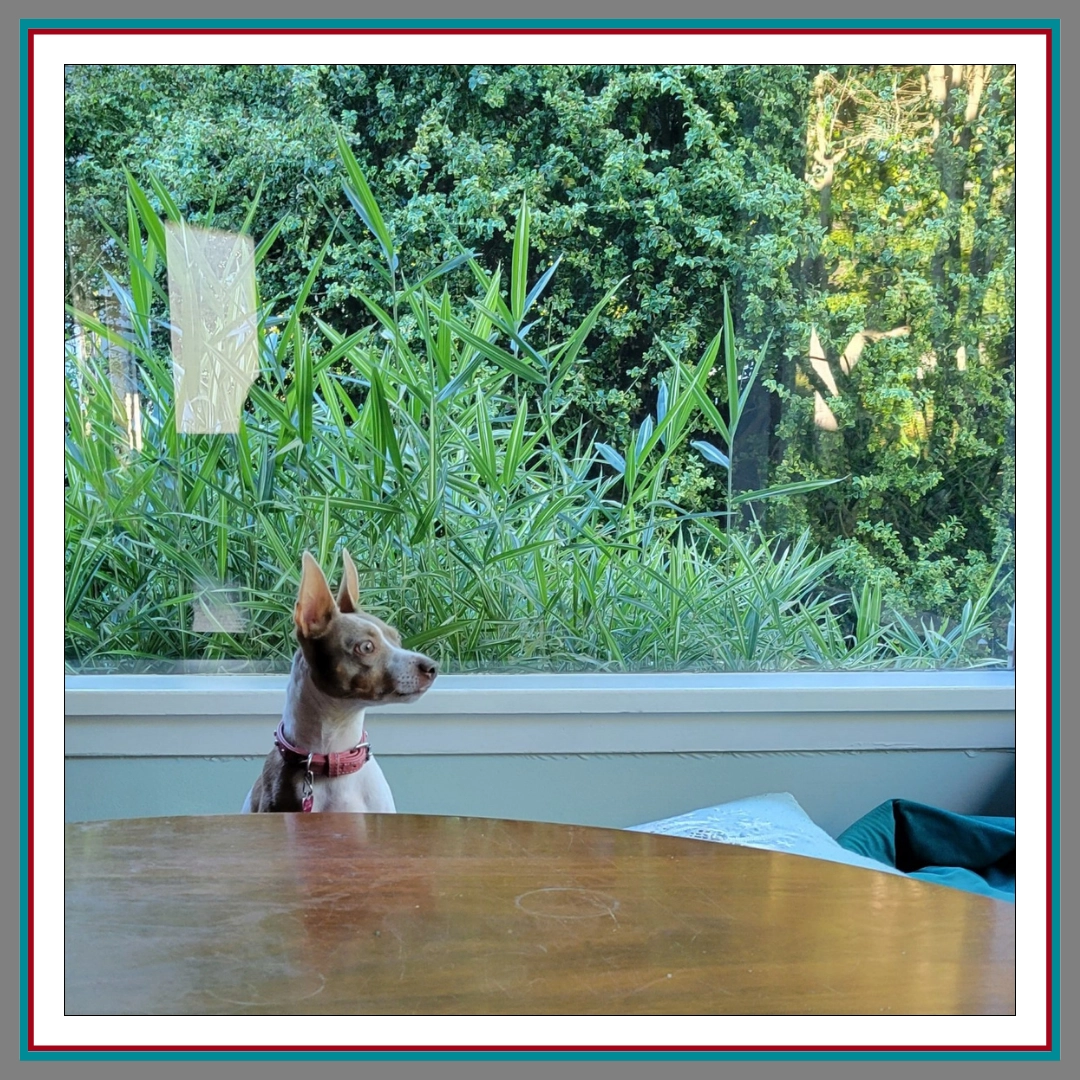 Photo of a small brown Rat Terrier with perked ears and a pink collar, sitting at a round wooden table and gazing out a large window at a lush green garden.