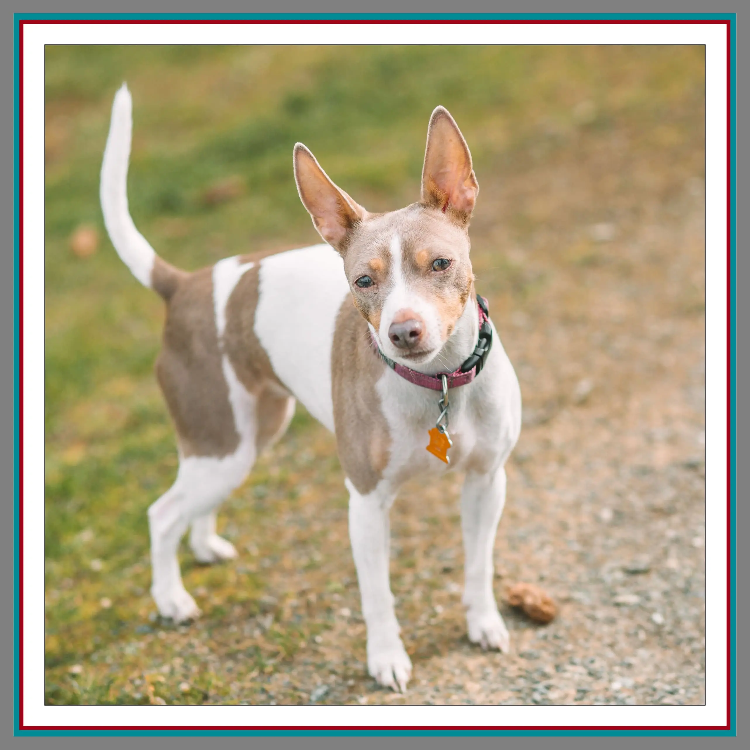 Inu, Pathway Legal Chief Barking Officer