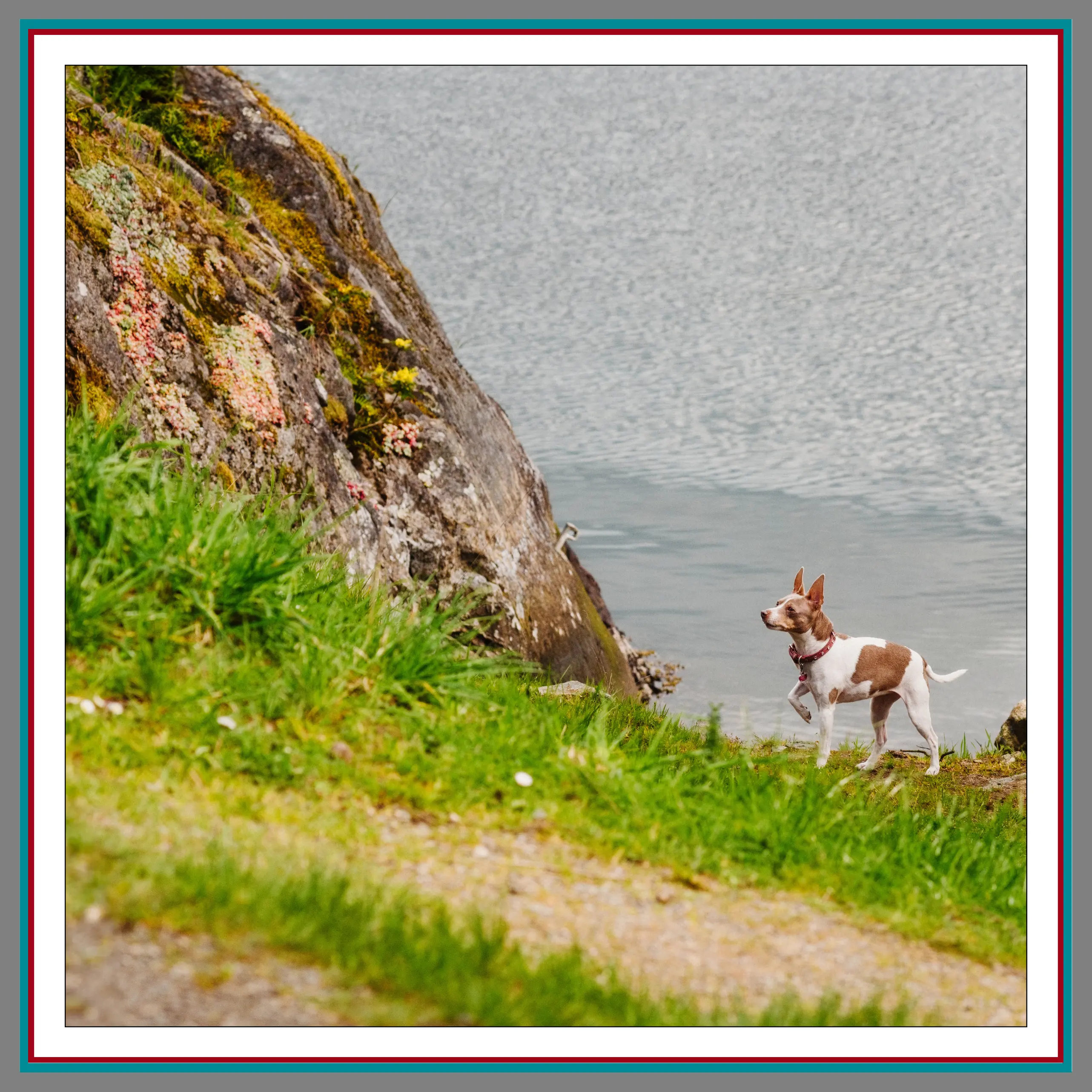 Inu Chief Barking Officer patrolling the outdoors along the water