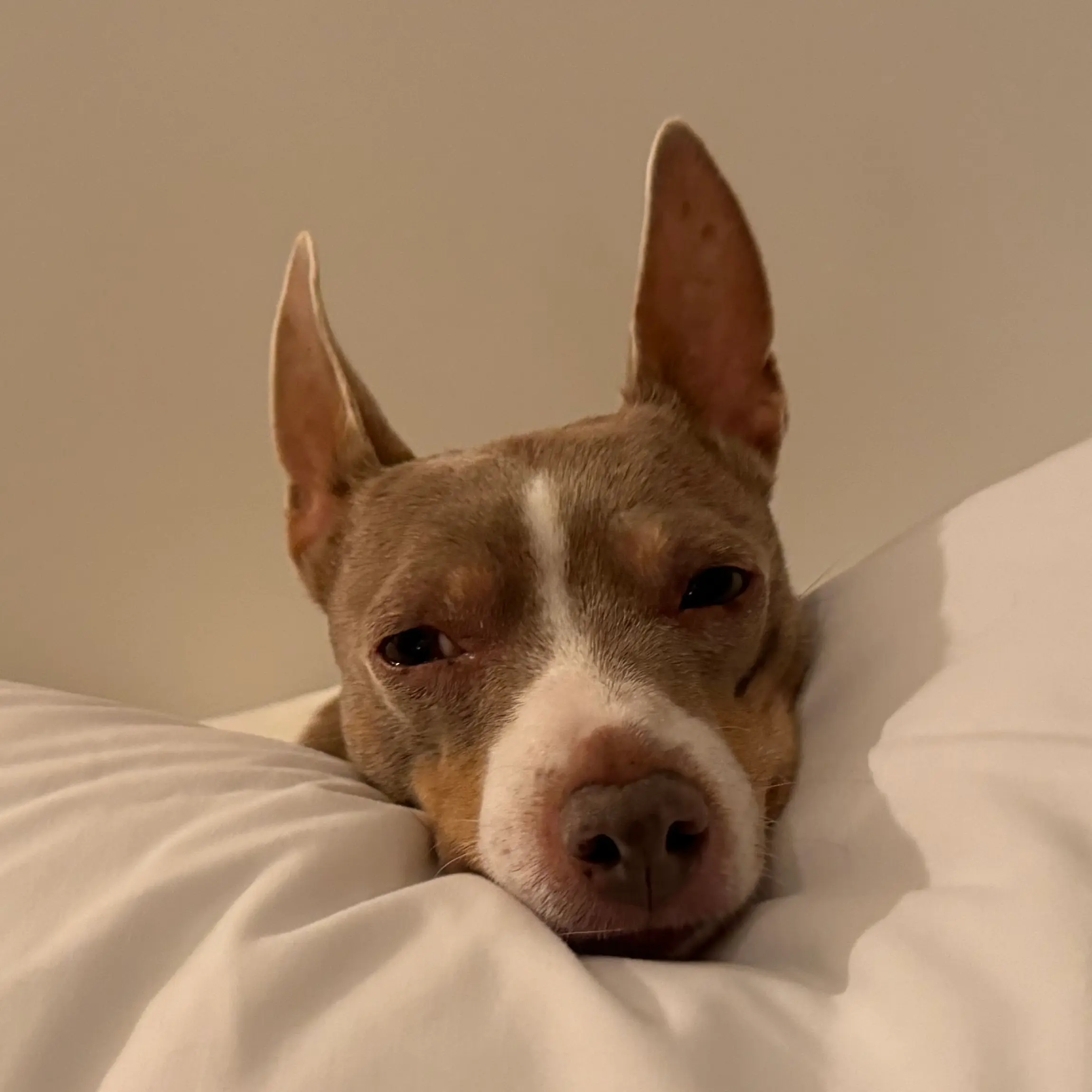 Inu; Chief Barking Officer (CBO)