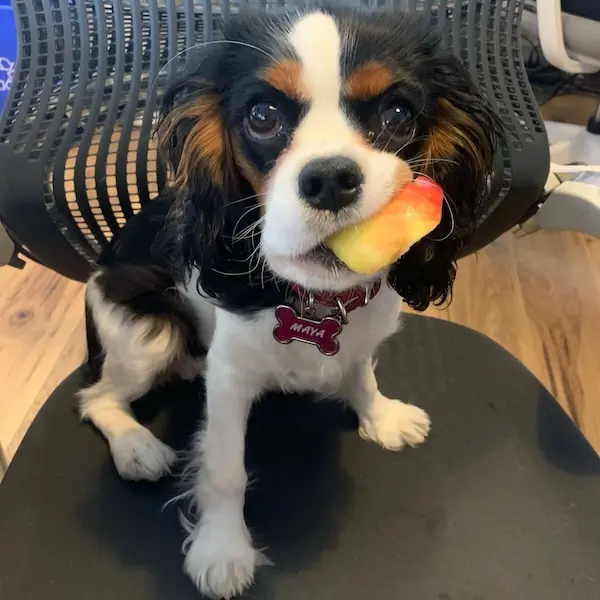 Lady Maya, Junior Paw-ssociate and our social gadabout at the Pathway Legal office in Victoria BC. Maya is a Junior Paw-ssociate at Pathway Legal. A tricolour Cavalier King Charles Spaniel, she is sitting on a chair, holding a slice of apple in her mouth, wearing a red collar.