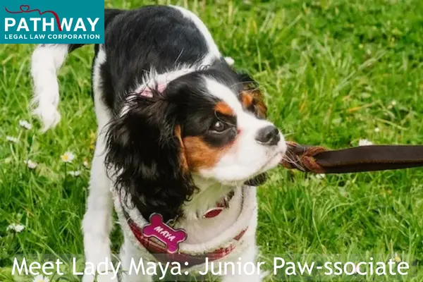 Brown and white and black small terrier