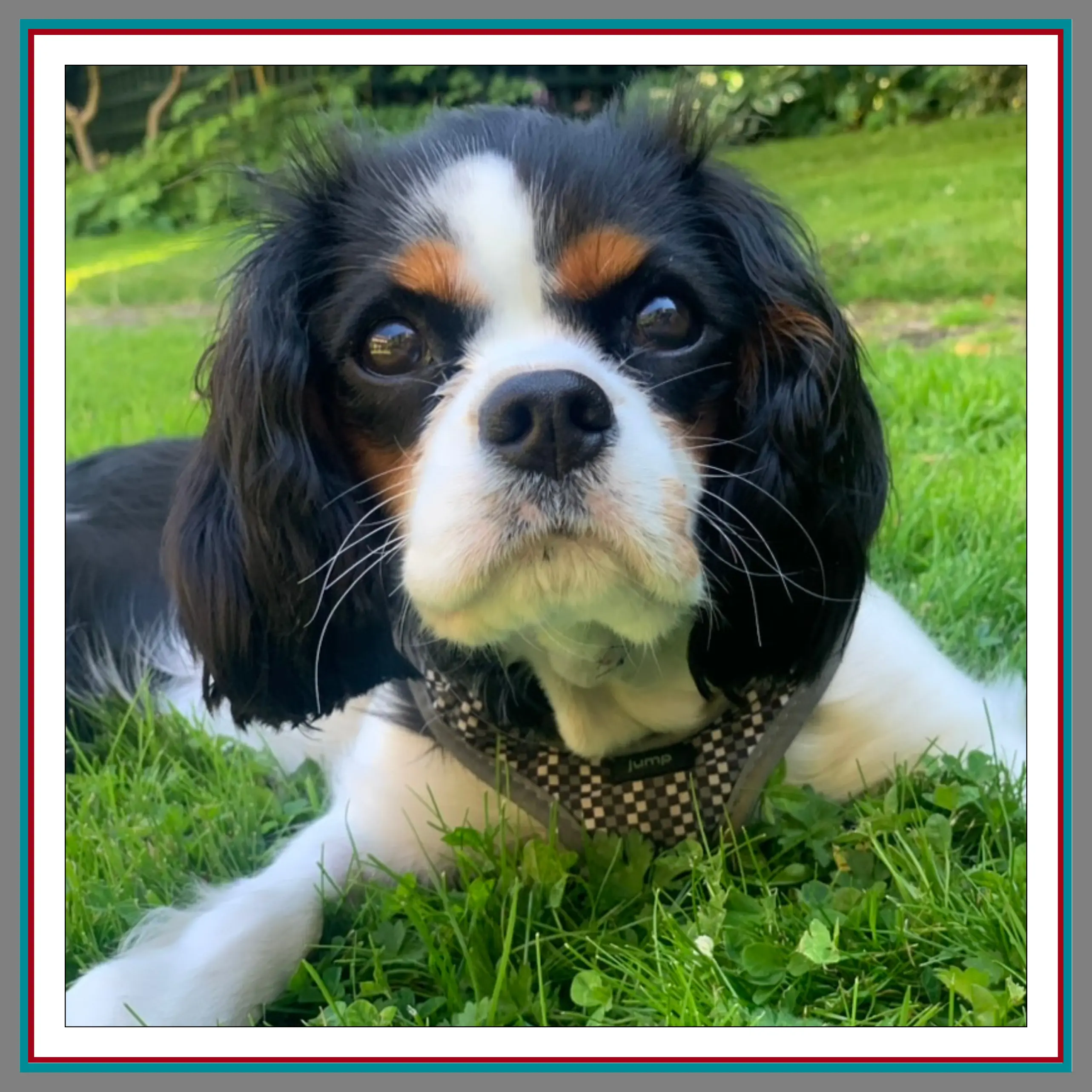 Maya, Pathway Legal Junior Paw-ssociate