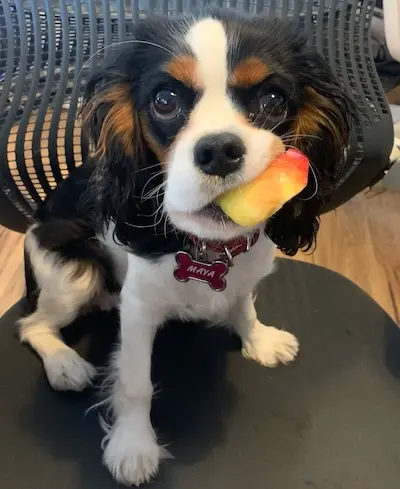 Maya