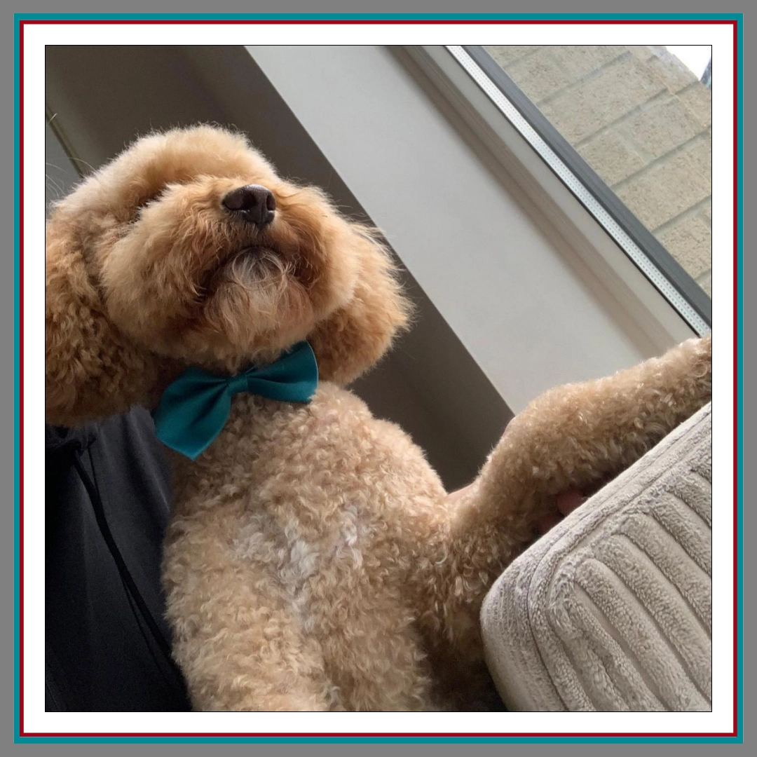 A candid photo of Mustard, an apricot poodle wearing a teal bow tie, sitting regally on a couch cushion beside a window with the air of someone who absolutely runs the place.