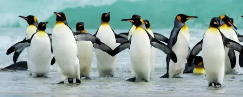Waddle of penguins by the sea